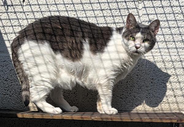 AKIRA DOLCE GATTINA  Foto 2